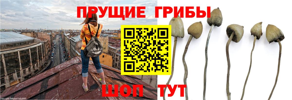 Вятские Поляны  Псилоцибиновые грибы MAGIC MUSHROOMS  Вход с VPN 